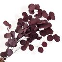  Decorative Dried Eucalyptus Stems for Home Decoration and Crafting Arrangements, 26.5 Inches