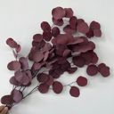 Red Decorative Dried Eucalyptus Stems for Home Decoration and Crafting Arrangements, 26.5 Inches