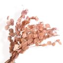 Brown Decorative Dried Eucalyptus Stems for Home Decoration and Crafting Arrangements, 26.5 Inches