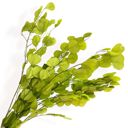 Green Decorative Dried Eucalyptus Stems for Home Decoration and Crafting Arrangements, 26.5 Inches