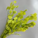 Green Decorative Dried Eucalyptus Stems for Home Decoration and Crafting Arrangements, 26.5 Inches