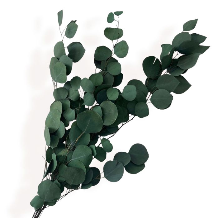 Decorative Dried Eucalyptus Stems for Home Decoration and Crafting Arrangements, 26.5 Inches