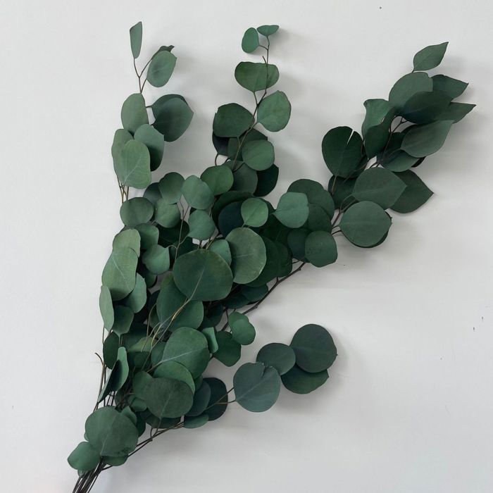 Decorative Dried Eucalyptus Stems for Home Decoration and Crafting Arrangements, 26.5 Inches