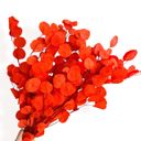 Orange Decorative Dried Eucalyptus Stems for Home Decoration and Crafting Arrangements, 26.5 Inches