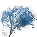 Blue Decorative Dried Ming Fern Stems for Elegant Home Decoration and Creative Floral Arrangements, 19.5 Inches