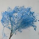 Blue Decorative Dried Ming Fern Stems for Elegant Home Decoration and Creative Floral Arrangements, 19.5 Inches