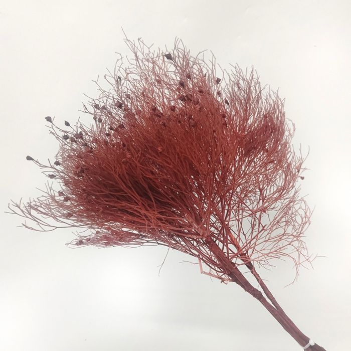 Decorative Dried Ming Fern Stems for Elegant Home Decoration and Creative Floral Arrangements, 19.5 Inches