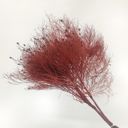 Red Decorative Dried Ming Fern Stems for Elegant Home Decoration and Creative Floral Arrangements, 19.5 Inches