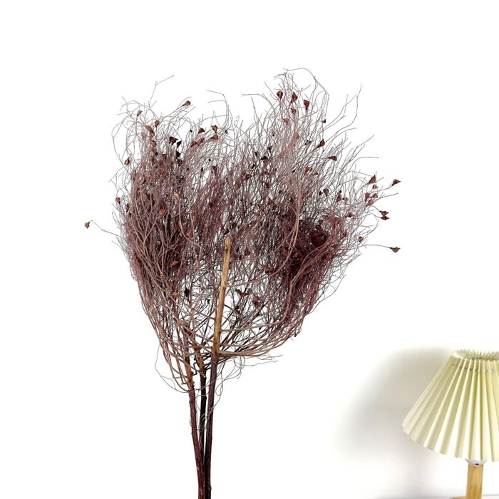 Decorative Dried Ming Fern Stems for Elegant Home Decoration and Creative Floral Arrangements, 19.5 Inches