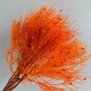 Orange Decorative Dried Ming Fern Stems for Elegant Home Decoration and Creative Floral Arrangements, 19.5 Inches