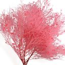 Pink Decorative Dried Ming Fern Stems for Elegant Home Decoration and Creative Floral Arrangements, 19.5 Inches