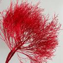 Red Decorative Dried Ming Fern Stems for Elegant Home Decoration and Creative Floral Arrangements, 19.5 Inches