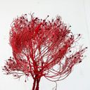 Red Decorative Dried Ming Fern Stems for Elegant Home Decoration and Creative Floral Arrangements, 19.5 Inches