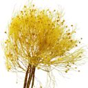 Yellow Decorative Dried Ming Fern Stems for Elegant Home Decoration and Creative Floral Arrangements, 19.5 Inches