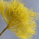 Yellow Decorative Dried Ming Fern Stems for Elegant Home Decoration and Creative Floral Arrangements, 19.5 Inches