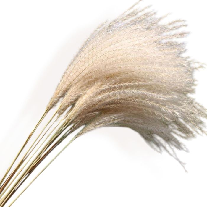 Decorative Tall Dried Grass Bouquet for Home Decoration and Event Centerpieces, 17.5 Inches