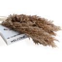 Beige Decorative Tall Dried Grass Bouquet for Home Decoration and Event Centerpieces, 17.5 Inches