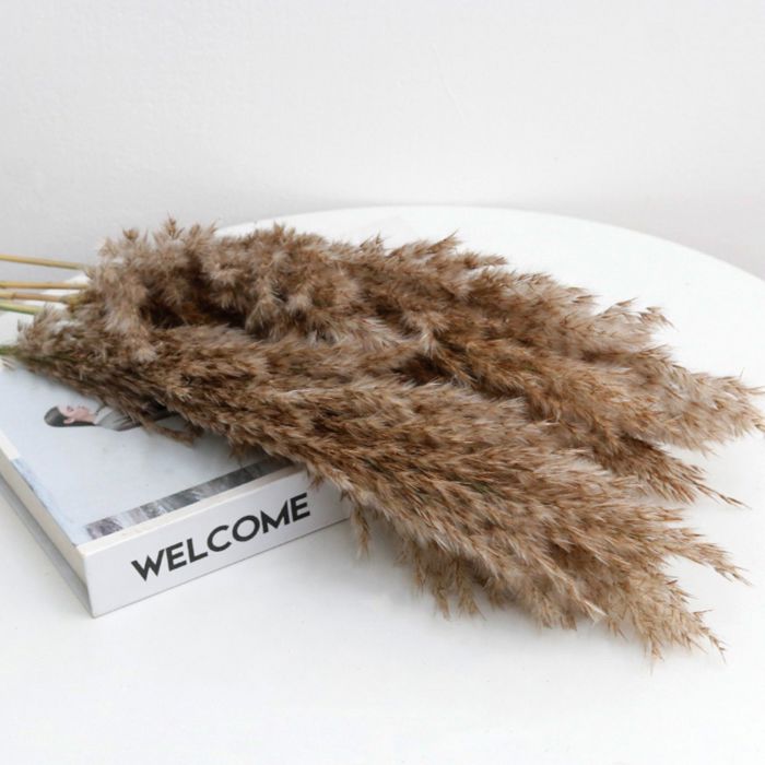 Decorative Dried Pampas Grass for Elegant Home Decoration and Floral Arrangements, 17 Inches