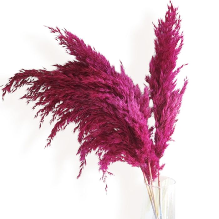 Decorative Dried Pampas Grass for Elegant Home Decoration and Floral Arrangements, 17 Inches