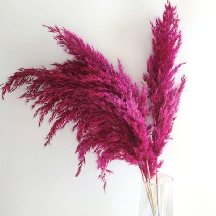 Decorative Dried Pampas Grass for Elegant Home Decoration and Floral Arrangements, 17 Inches