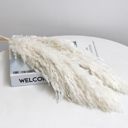 White Decorative Dried Pampas Grass for Elegant Home Decoration and Floral Arrangements, 17 Inches