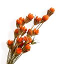 Orange Decorative Dried Flower Stems for Home Decoration and Floral Arrangements, 15.5 Inches