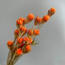 Orange Decorative Dried Flower Stems for Home Decoration and Floral Arrangements, 15.5 Inches