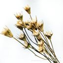 White Decorative Dried Flower Stems for Home Decoration and Floral Arrangements, 15.5 Inches