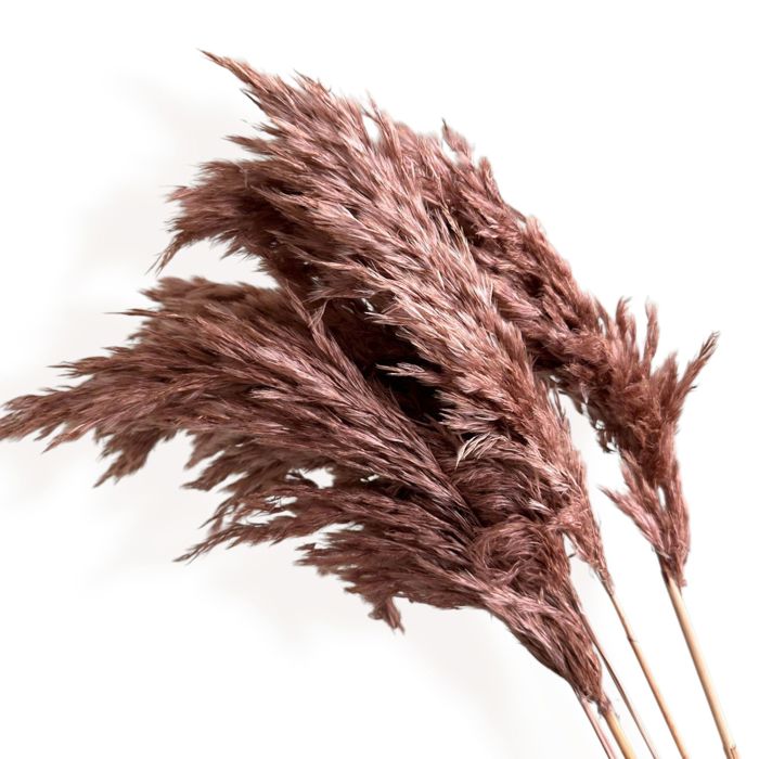 Decorative Dried Tall Grass Stems for Home Decoration and Floral Arrangements, 27.5 Inches