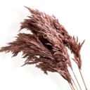 Brown Decorative Dried Tall Grass Stems for Home Decoration and Floral Arrangements, 27.5 Inches