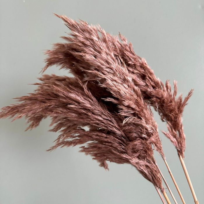 Decorative Dried Tall Grass Stems for Home Decoration and Floral Arrangements, 27.5 Inches