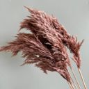 Brown Decorative Dried Tall Grass Stems for Home Decoration and Floral Arrangements, 27.5 Inches