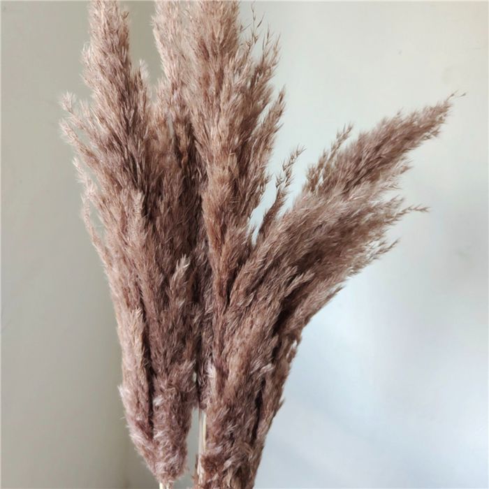 Decorative Dried Tall Grass Stems for Home Decoration and Floral Arrangements, 27.5 Inches