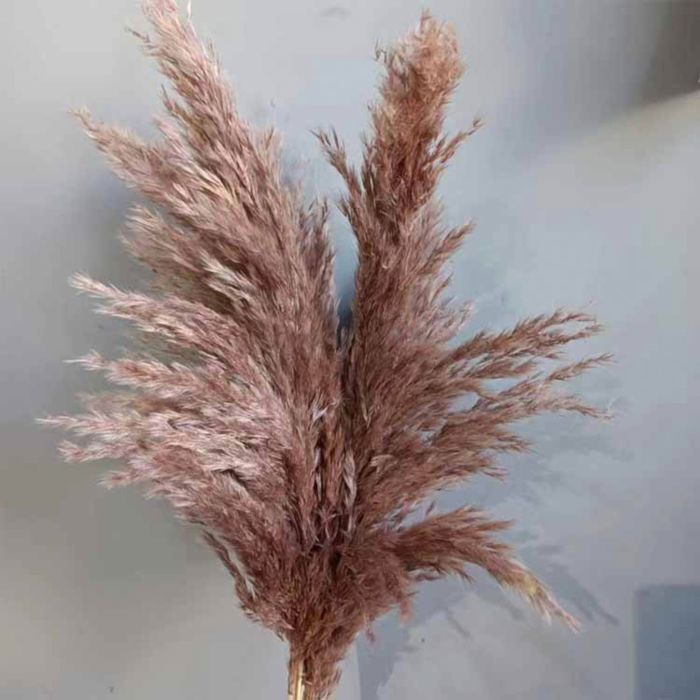 Decorative Dried Tall Grass Stems for Home Decoration and Floral Arrangements, 27.5 Inches