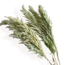 Green Decorative Dried Tall Grass Stems for Home Decoration and Floral Arrangements, 27.5 Inches