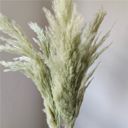 Green Decorative Dried Tall Grass Stems for Home Decoration and Floral Arrangements, 27.5 Inches