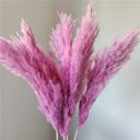 Pink Decorative Dried Tall Grass Stems for Home Decoration and Floral Arrangements, 27.5 Inches