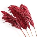 Red Decorative Dried Tall Grass Stems for Home Decoration and Floral Arrangements, 27.5 Inches