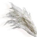 White Decorative Dried Tall Grass Stems for Home Decoration and Floral Arrangements, 27.5 Inches