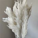 White Decorative Dried Tall Grass Stems for Home Decoration and Floral Arrangements, 27.5 Inches