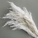 White Decorative Dried Tall Grass Stems for Home Decoration and Floral Arrangements, 27.5 Inches