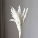 White Decorative Dried Tall Grass Stems for Home Decoration and Floral Arrangements, 27.5 Inches