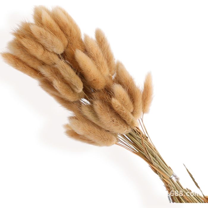 Decorative Dried Bunny Tail Grass Bouquet with Contrasting Textures for Home Decoration, 17.5 Inches