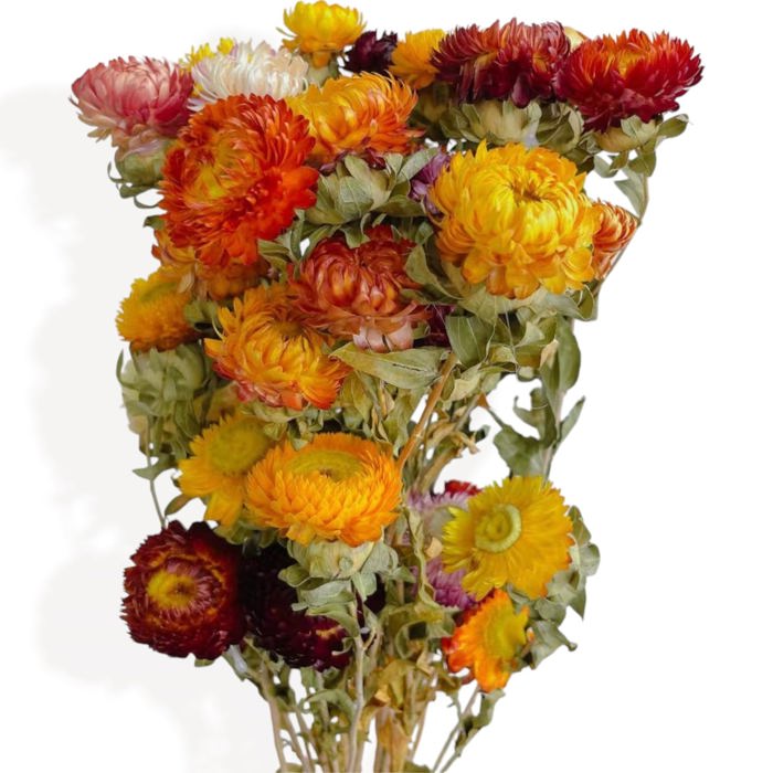 Vibrant Artificial Strawflower Bouquet for Home Decor