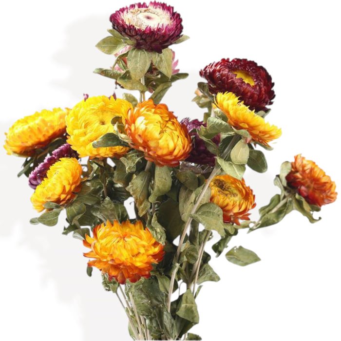 Vibrant Artificial Strawflower Bouquet for Home Decor