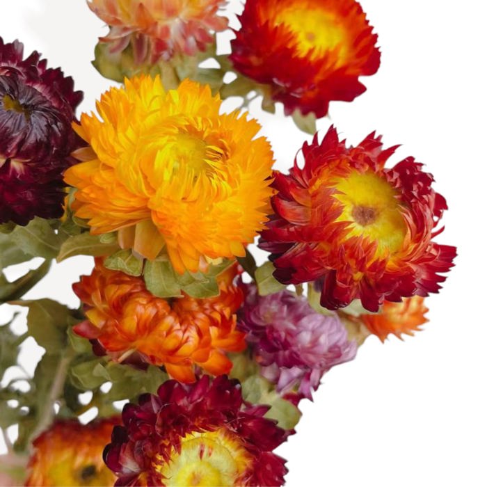 Vibrant Artificial Strawflower Bouquet for Home Decor