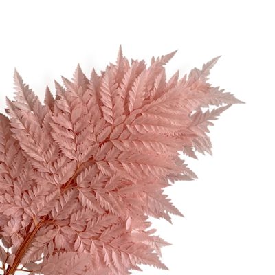 Decorative Dried Fern Leaves for Home Decoration and Floral Arrangements, 13.5 Inches