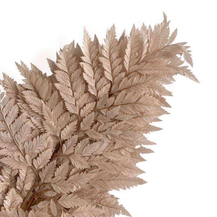 Decorative Dried Fern Leaves for Home Decoration and Floral Arrangements, 13.5 Inches