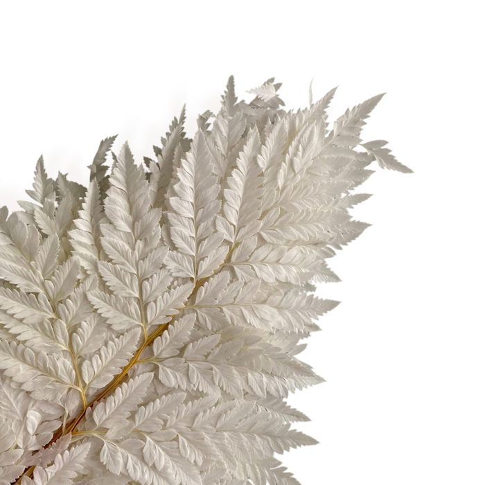 Decorative Dried Fern Leaves for Home Decoration and Floral Arrangements, 13.5 Inches