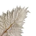 White Decorative Dried Fern Leaves for Home Decoration and Floral Arrangements, 13.5 Inches